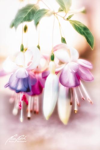 BPK810-03655-Fuchsienblueten