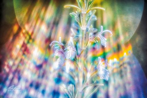 BPK811-03788-Rosmarin-mit-Sonnenflares