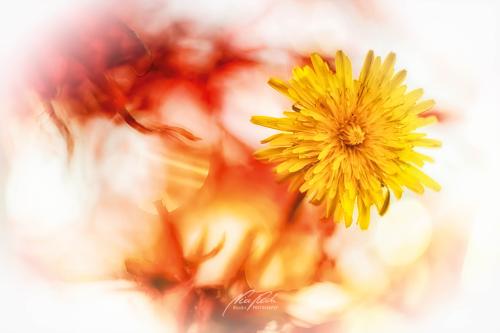 BPK811-03897-Loewenzahnbluete-Taraxacum