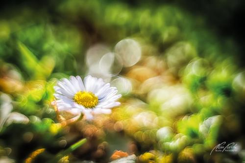 BPK902-04821-Gaensebluemchen-mit-Bokeh