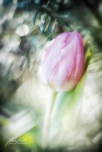 BPK902-2569-Tulpe-im-sanften-Fruehlungslicht