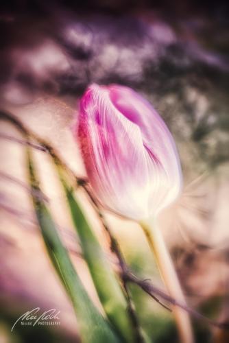 BPK902-2579-Einzelne-Tulpe-im-Sonnenschein