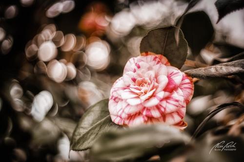 BPK903-05357-Weiss-rote-Kamelienbluete-mit-Bokeh