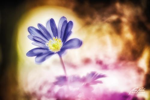 BPK903-05525-Blaue-Freuhlingsanemone