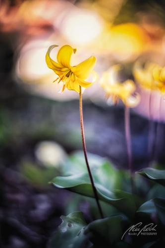 BPK904-00307-Fruehlingsblume-im-Sonnenlicht