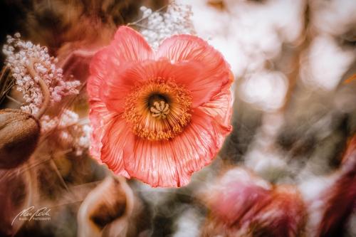 BPK904-00510-Mohnblume-im-Sonnenschein