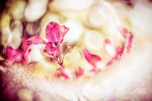 BPK905-00678-Blumenhartriegel-mit-Lensflares