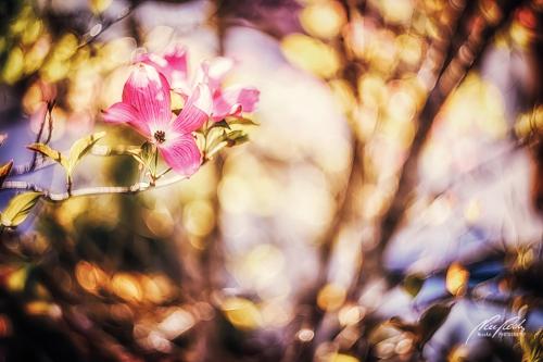 BPK905-00689-Blumenhartriegel-mit-Bokeh