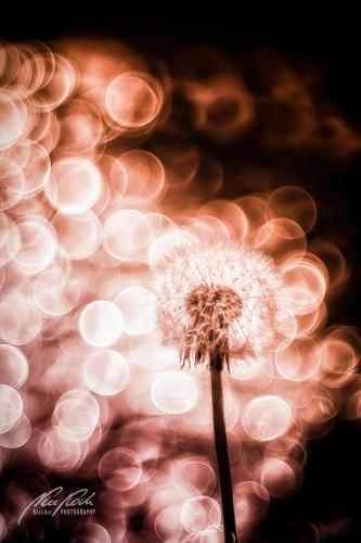 BPK905-00990-Loewenzahn-Pusteblume-mit-Bokeh