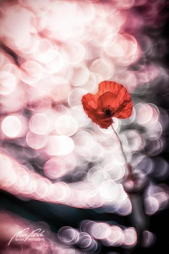 BPK905-01000-Mohnbluete-mit-Bokeh