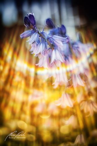 BPK905-01038-Hasengloeckchen-mit-Lensflares