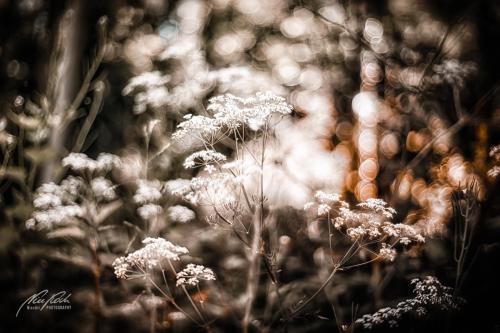 BPK906-01188-Wilde-Blumen-am-Waldrand