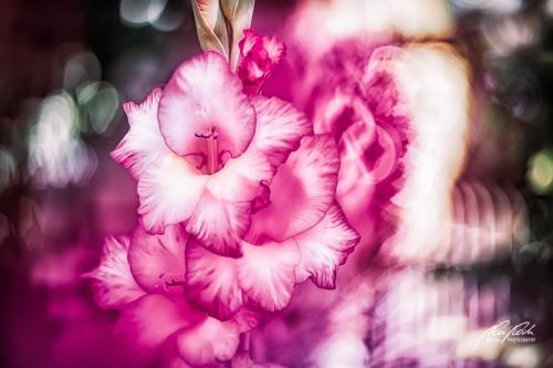 BPK907-02394-Gladiole-im-Zauberlicht
