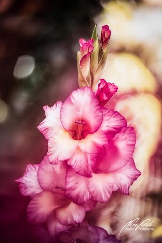 BPK907-02398-Gladiole-im-Sonnenschein