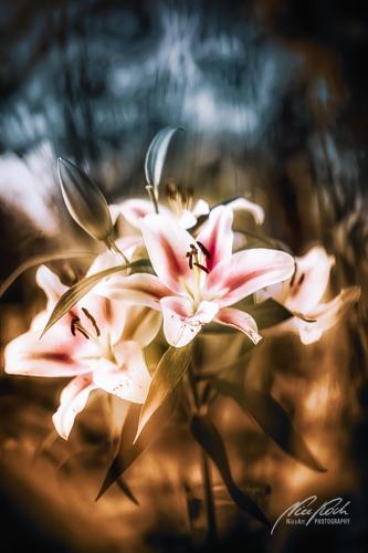 BPK909-03382-Lilienblueten-im-magischen-Licht