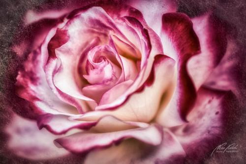 FTK306-1429-Rose-zweifarbig