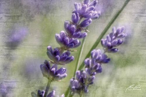 FTK307-2486-Lavendel