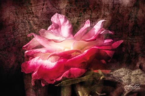 FTK307-3270-Vintage-Rose