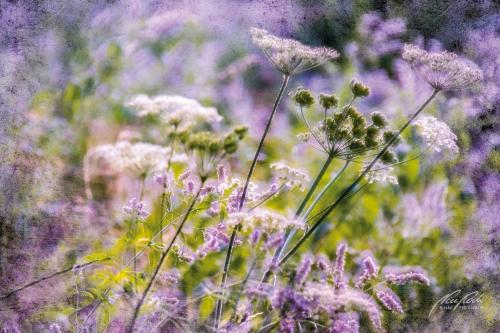 FTK308-3474-Wildblumen-am-Wegrand