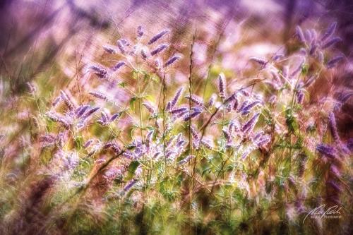 FTK308-3480-Wildblumen-am-Waldrand