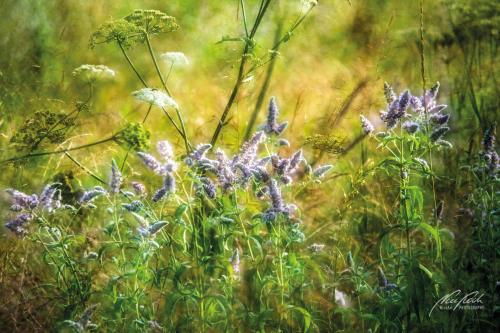 FTK308-3487-Wildblumen-am-Feldrand