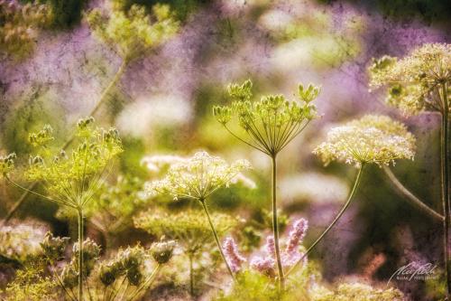 FTK308-3554-Wildblumen-im-Sonnenschein