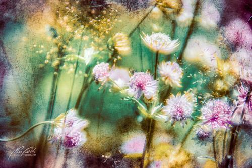 FTK308-3678-Sterndolden-Astrantia