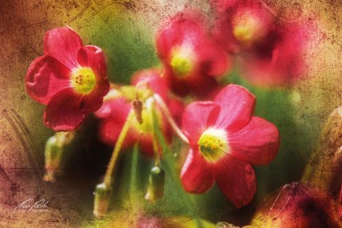 FTK308-4431-Gluecksklee-Sauerklee-Oxalis-tetraphylla