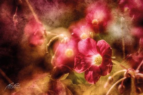 FTK308-4434-Sauerklee-Gluecksklee-Oxalis-tetraphylla