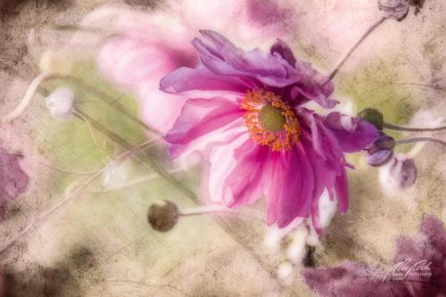 FTK309-5022-Herbstanemone-Anemone-hupehensis