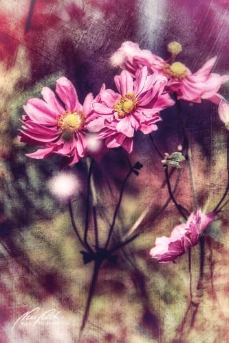 FTK309-5062-Anemone-hupehensis-Herbstanemone