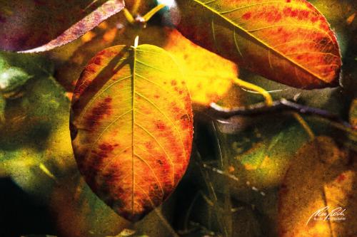 FTK310-5739-Farbige-Herbstblaetter