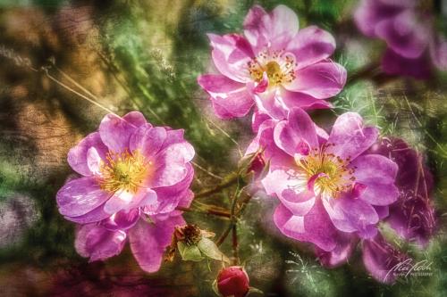 FTK310-5776-Rosen-mit-Lavendel