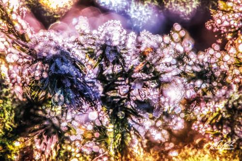 FTK312-5992-Zauberlichter-im-Winter
