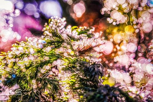 FTK312-6001-Maerchenlichter-im-Winter