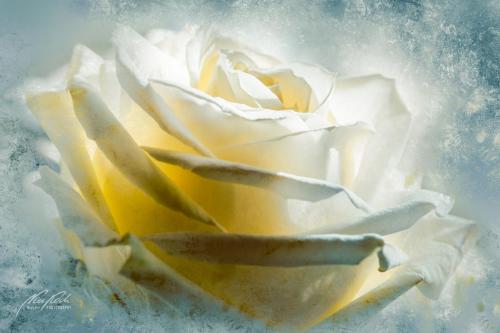 FTK403-7561-Rose-im-glitzernden-Licht