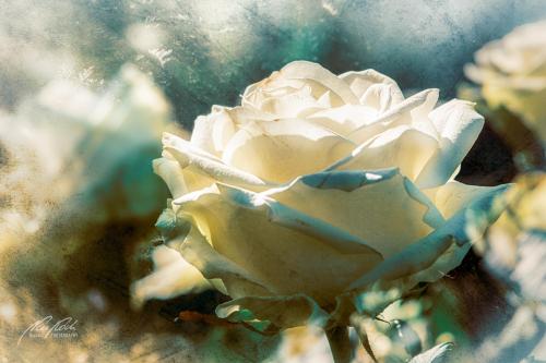 FTK403-7684-Weisse-Rose-im-Sonnenlicht