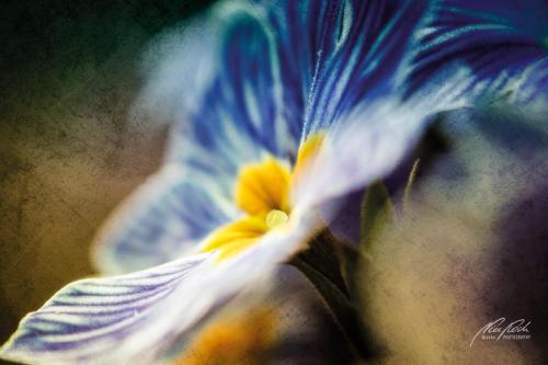 FTK404-8284-Blaue-Primelbluete