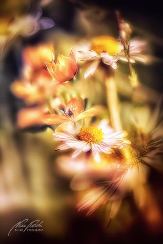 FTK804-0157-0214-PhotoArt-Gaensebluemchen-Milchstern