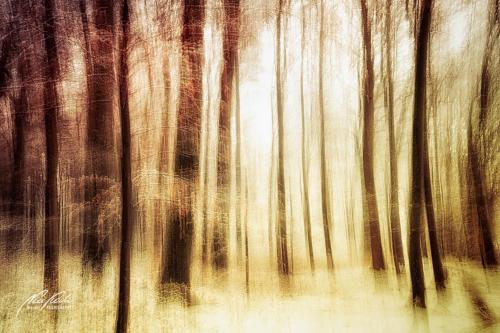 FTK902-04571-Verschneiter-Wald-abstrakt