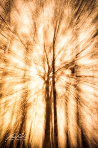 FTK902-04582-Baum-im-Licht-abstrakt