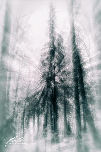 FTK902-04593-Winterliche-Tannenbaeume-abstrakt