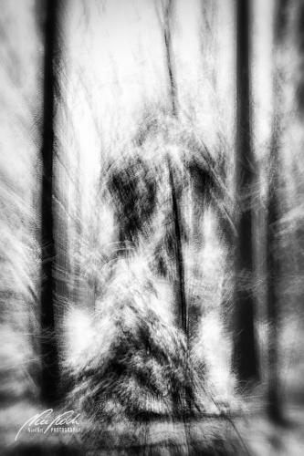 FTK902-04607-Verschneite-Tannenbaeume-abstrakt