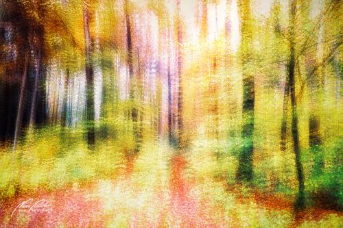 FTK911-03823-Herbstwald-im-Sonnenschein-abstrakt