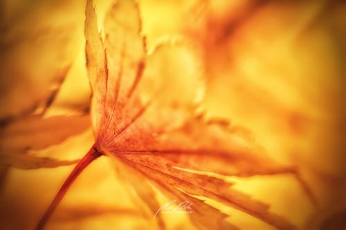 DSC-38901410-20674794-hp14P-Herbstblatt