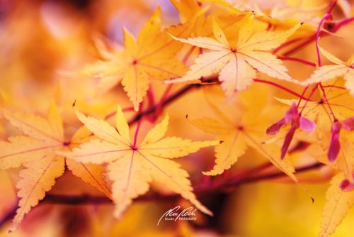 DSC 6356K610-24295671-hp16M-Ahornblaetter-Herbst