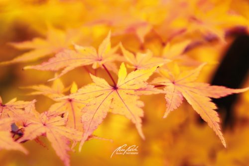 DSC 6366K610-24295652-hp16P-Ahornblaetter-Herbst