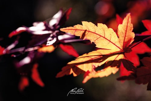 DSC 6513K610-24295645-hp16P-Ahornblaetter-Herbst