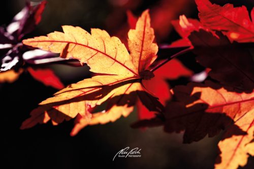 DSC 6514K610-24295643-hp16M-Ahornblaetter-Herbst