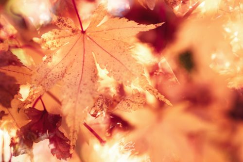 DSC 6522K610-24295660-hp16M-Ahornblaetter-Herbst